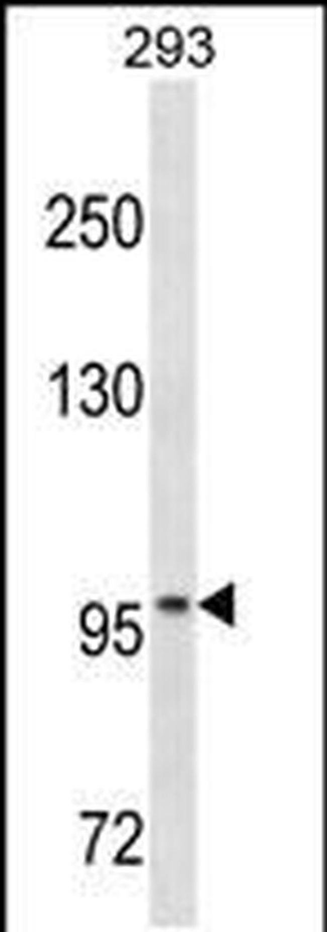 OTUD7A Antibody in Western Blot (WB)