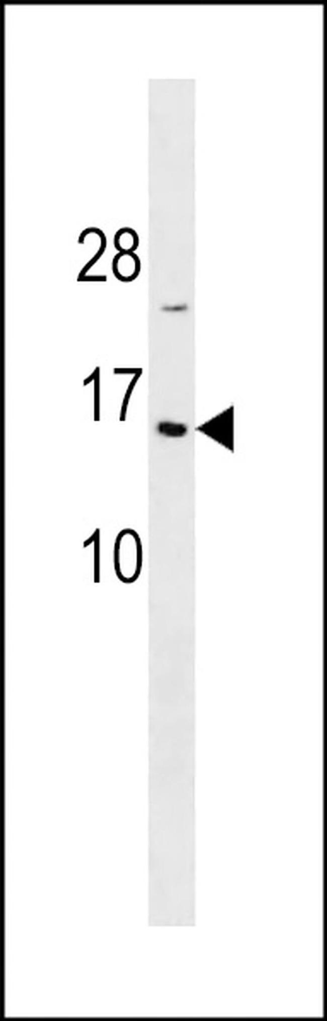 HIST1H2BA Antibody in Western Blot (WB)