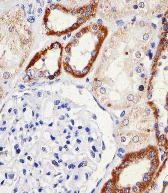 SNX3 Antibody in Immunohistochemistry (Paraffin) (IHC (P))
