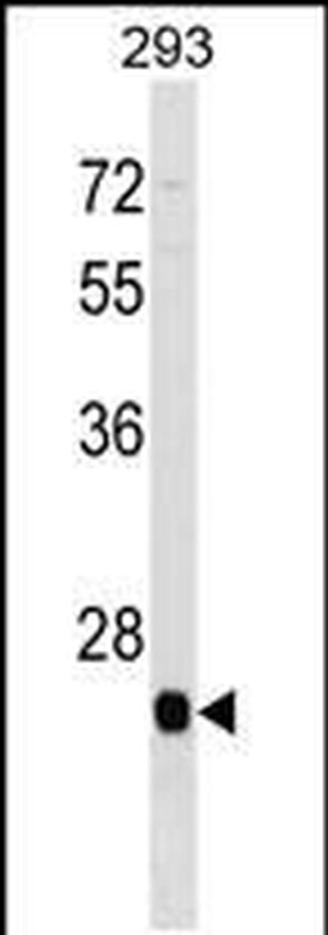 BTG4 Antibody in Western Blot (WB)