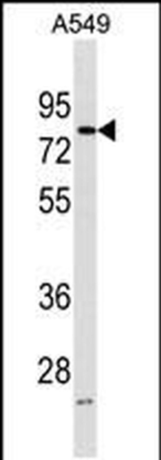 FRMD3 Antibody in Western Blot (WB)