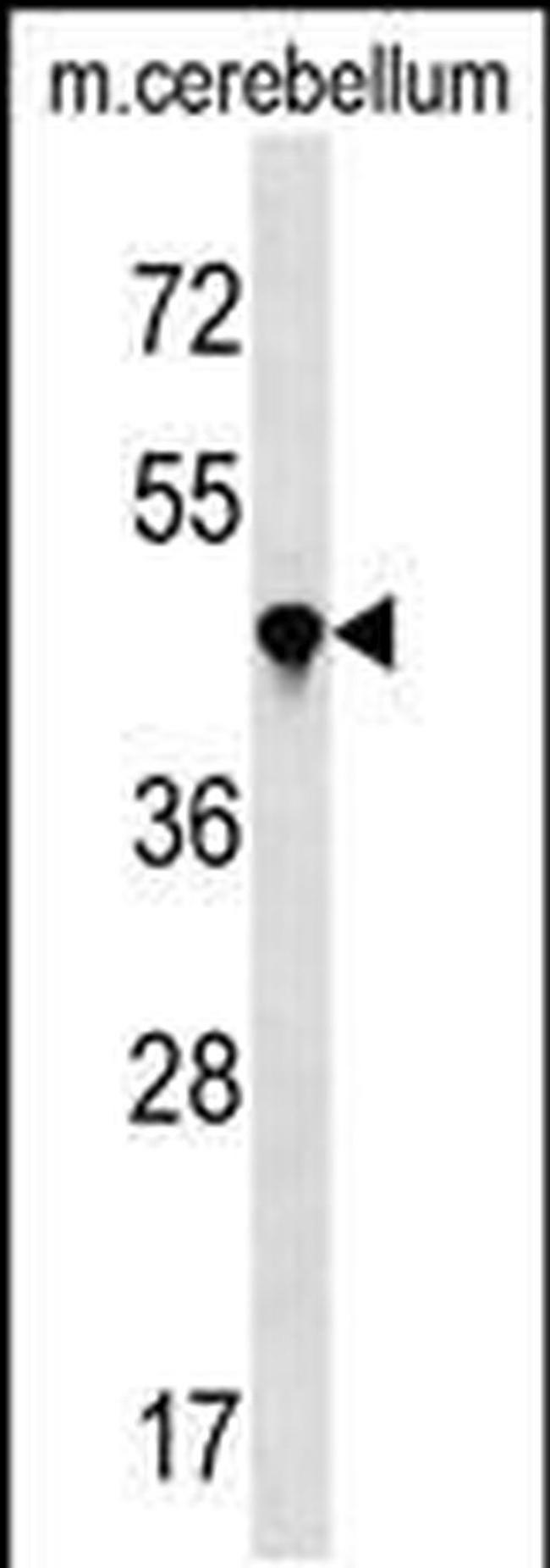 PPIL4 Antibody in Western Blot (WB)