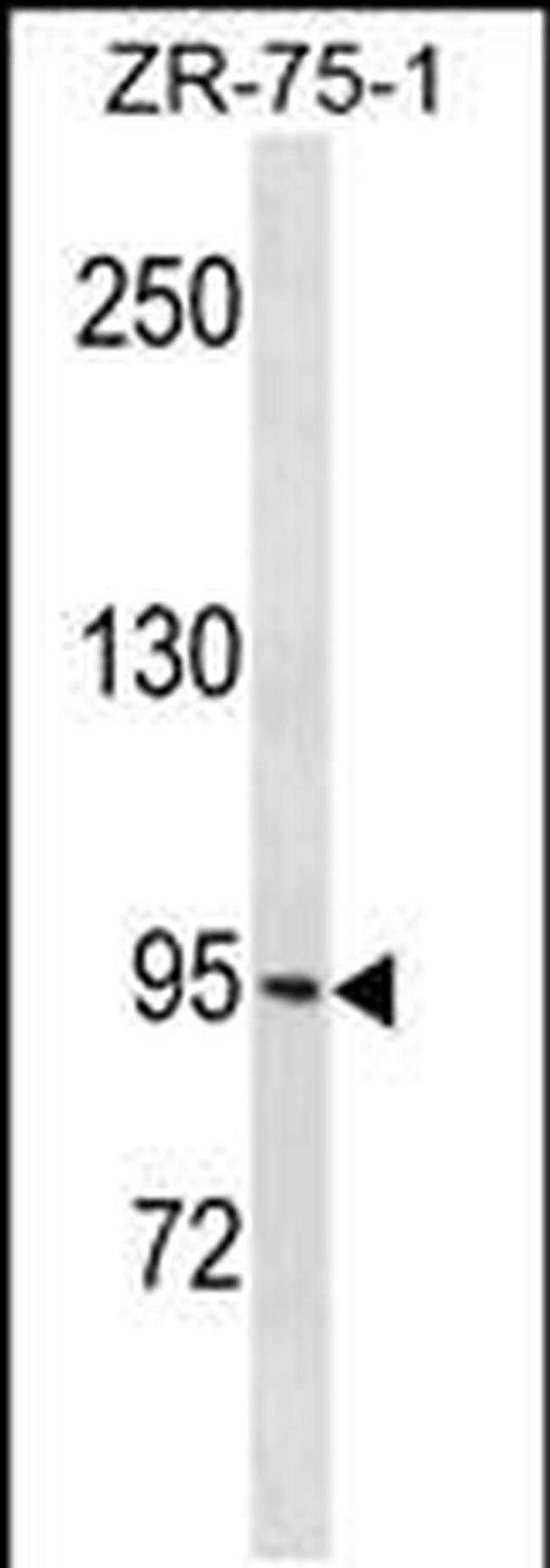 PCDHGB1 Antibody in Western Blot (WB)