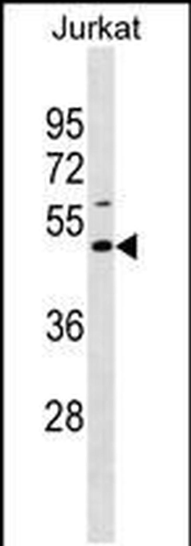 EAF1 Antibody in Western Blot (WB)