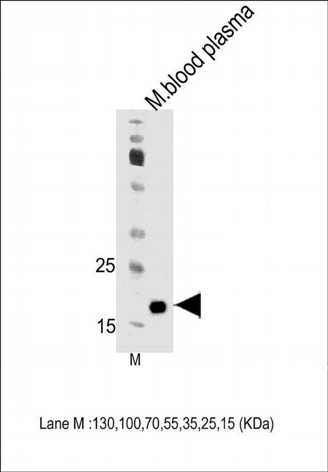 Apolipoprotein M Antibody in Western Blot (WB)