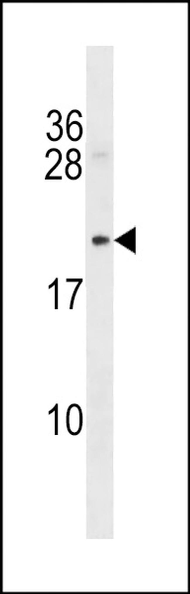 B-myc Antibody in Western Blot (WB)
