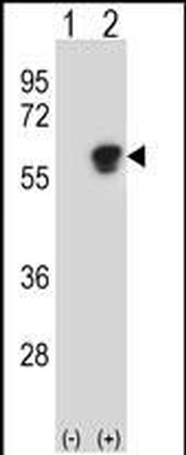 NAP1L1 Antibody in Western Blot (WB)