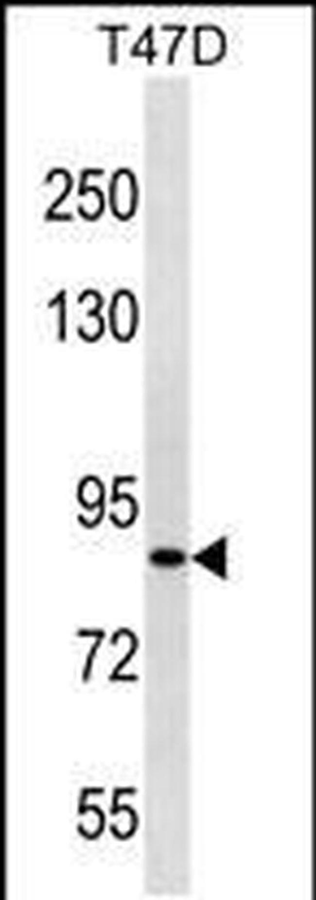 ZNF43 Antibody in Western Blot (WB)
