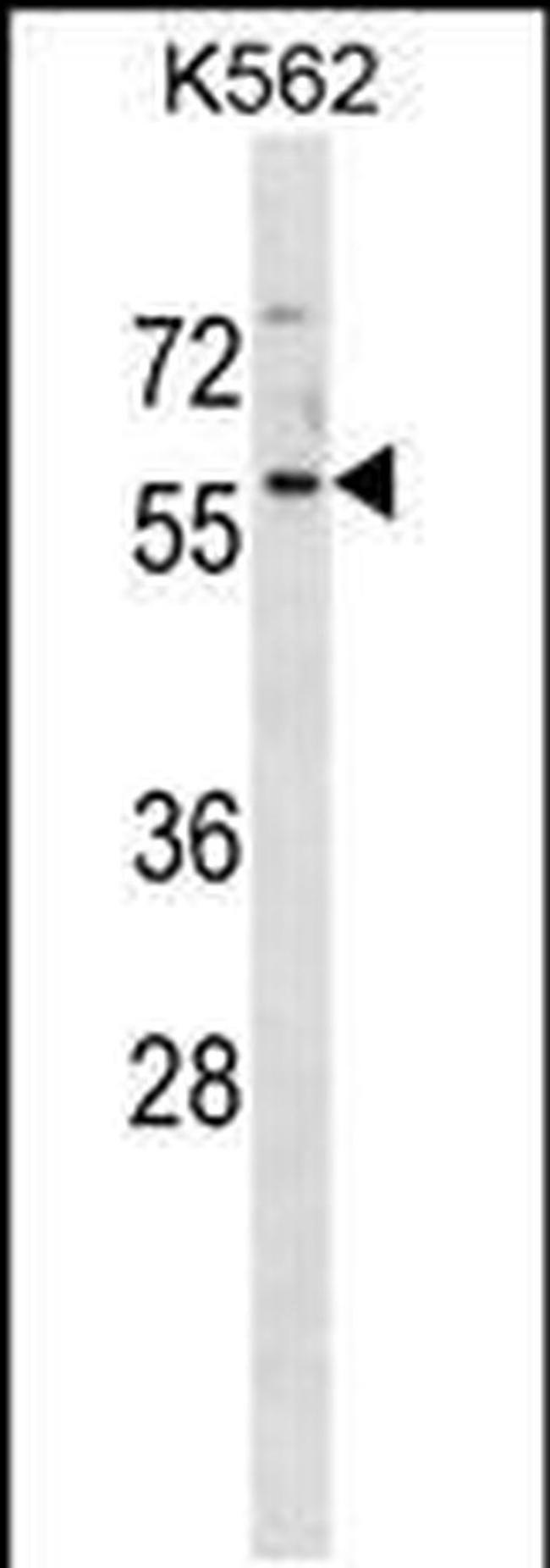 MANSC1 Antibody in Western Blot (WB)