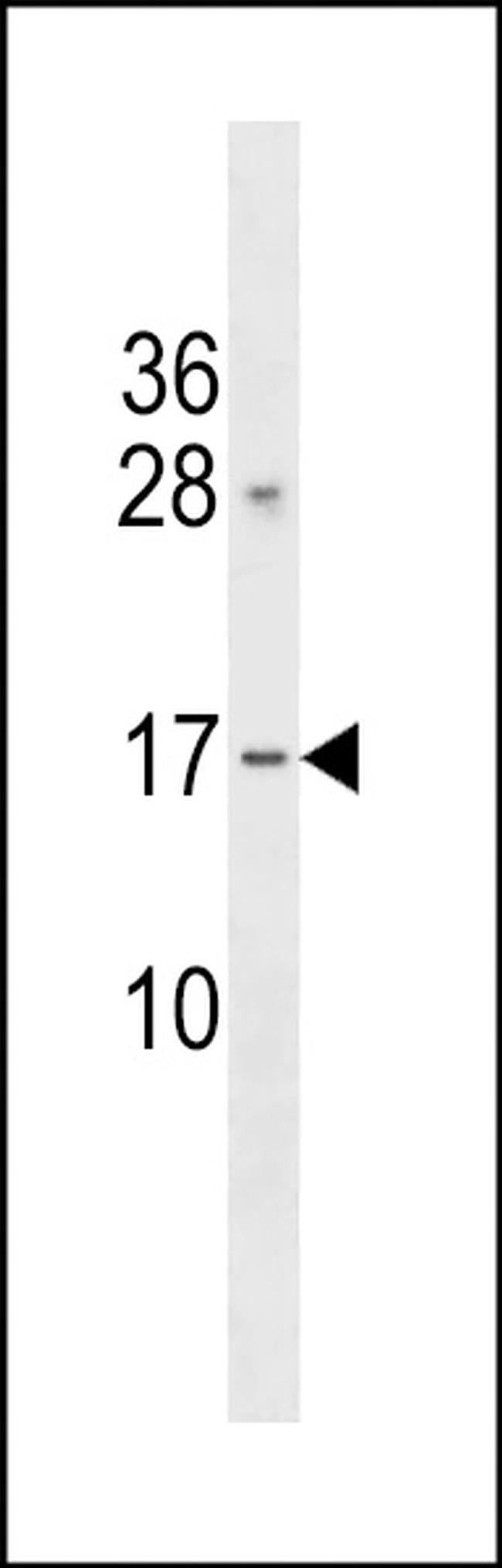 GAPT Antibody in Western Blot (WB)