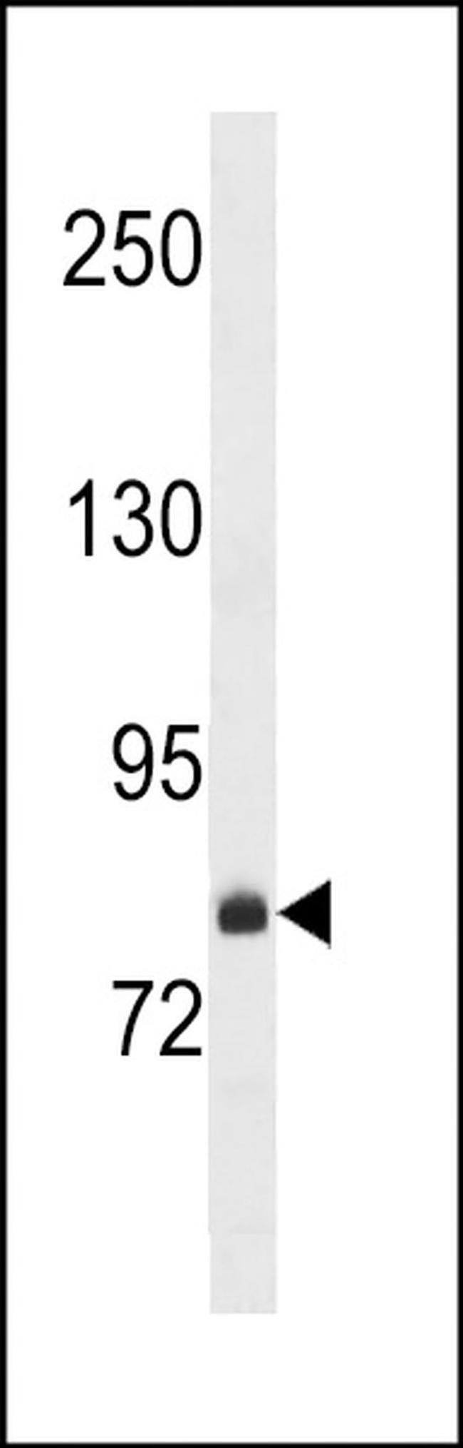 FCHSD2 Antibody in Western Blot (WB)
