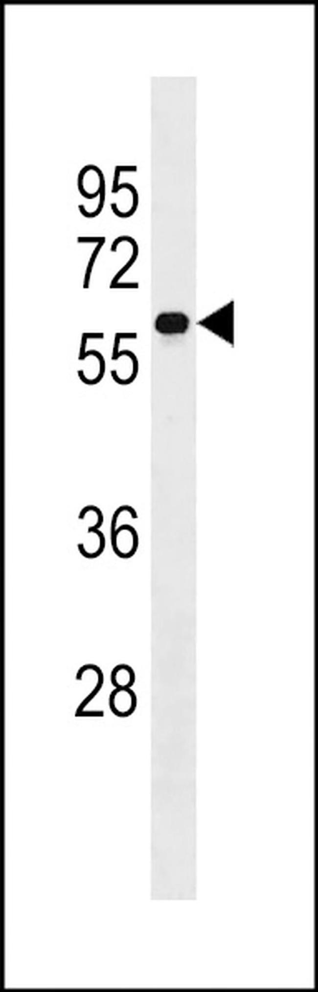 SERINC4 Antibody in Western Blot (WB)