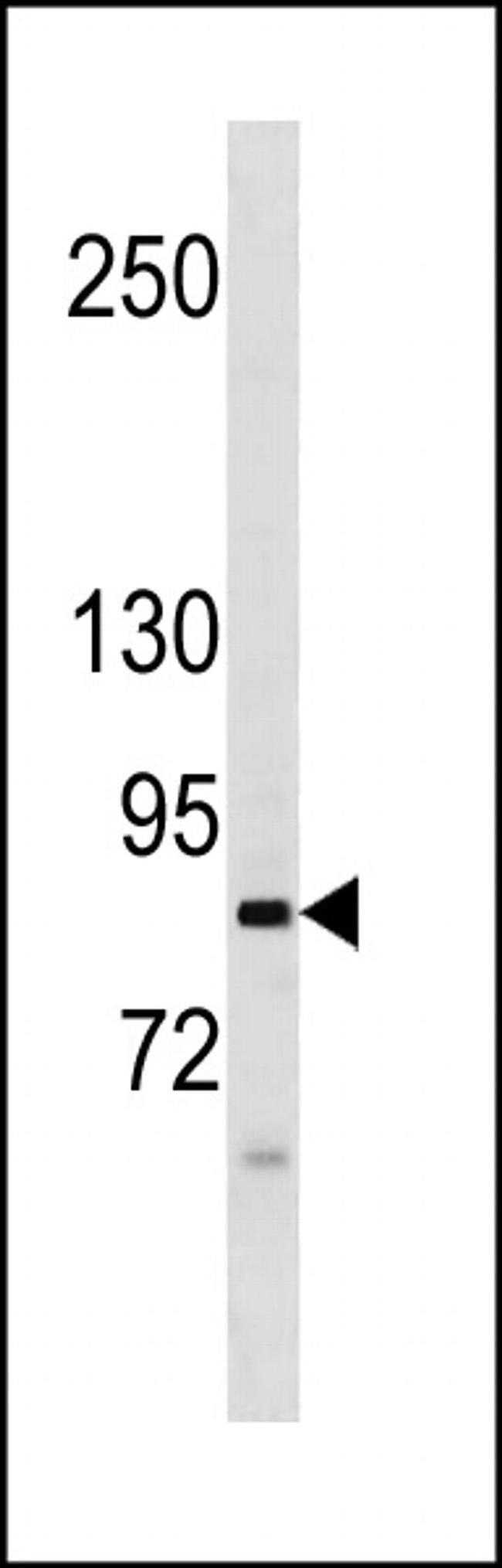 NAALAD2 Antibody in Western Blot (WB)