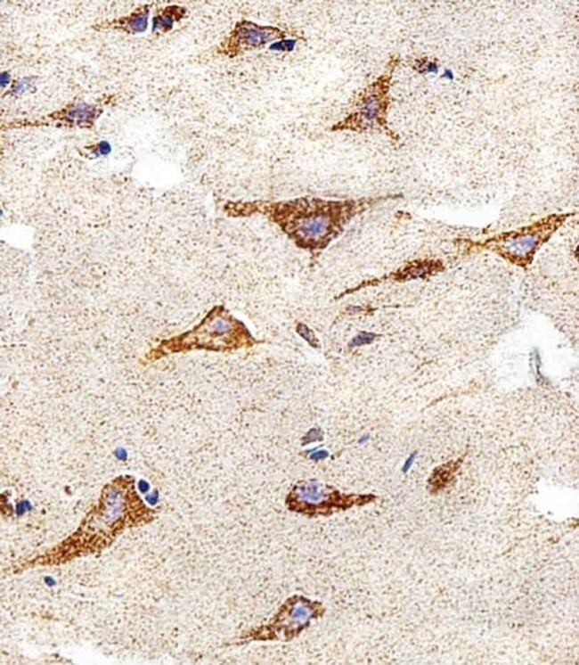 IDH3B Antibody in Immunohistochemistry (Paraffin) (IHC (P))