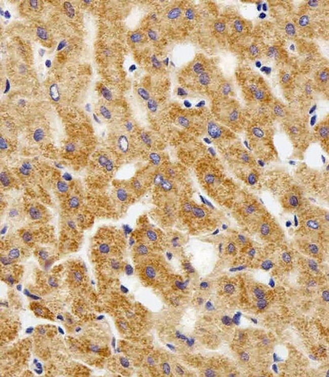 MPP7 Antibody in Immunohistochemistry (Paraffin) (IHC (P))