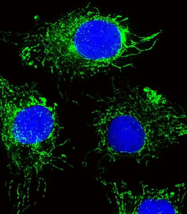 NDUFC2 Antibody in Immunocytochemistry (ICC/IF)