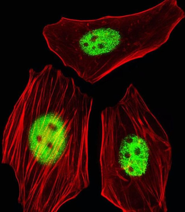 AGAP4 Antibody in Immunocytochemistry (ICC/IF)