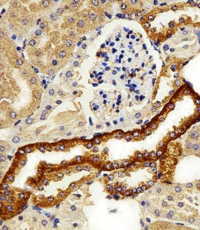 FXYD6 Antibody in Immunohistochemistry (Paraffin) (IHC (P))