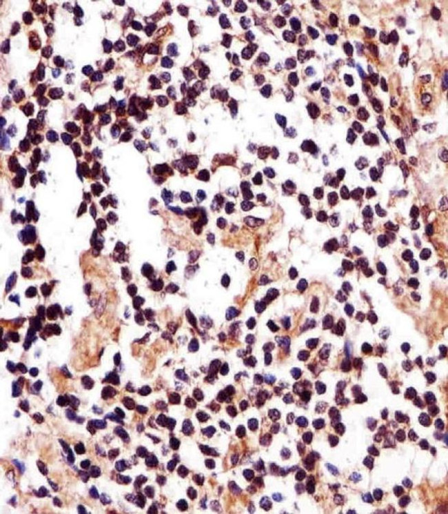IZUMO2 Antibody in Immunohistochemistry (Paraffin) (IHC (P))