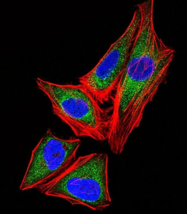SNRPG Antibody in Immunocytochemistry (ICC/IF)