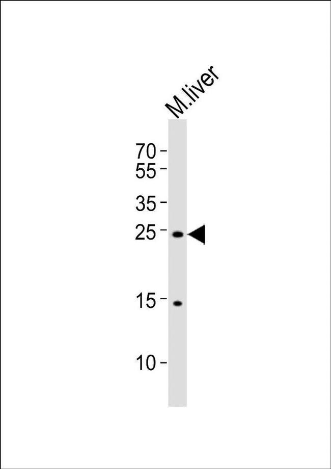 PDCD6 Antibody in Western Blot (WB)