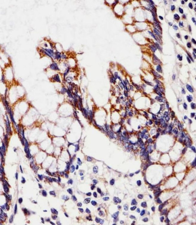 CHST12 Antibody in Immunohistochemistry (PFA fixed) (IHC (PFA))