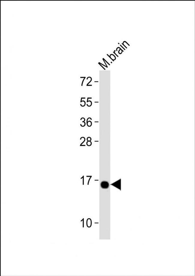 CISD2 Antibody in Western Blot (WB)