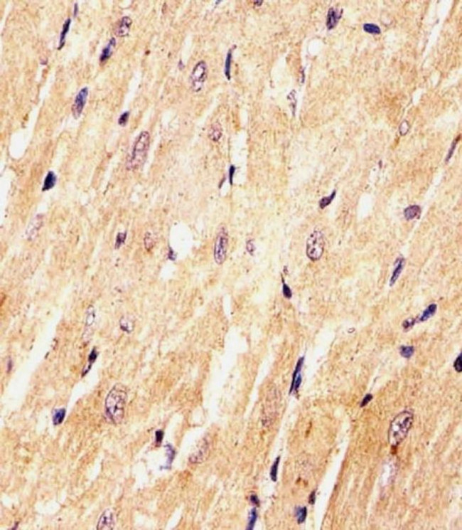 PCQAP Antibody in Immunohistochemistry (PFA fixed) (IHC (PFA))