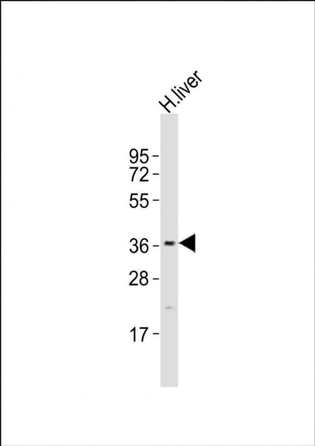 DAO Antibody in Western Blot (WB)