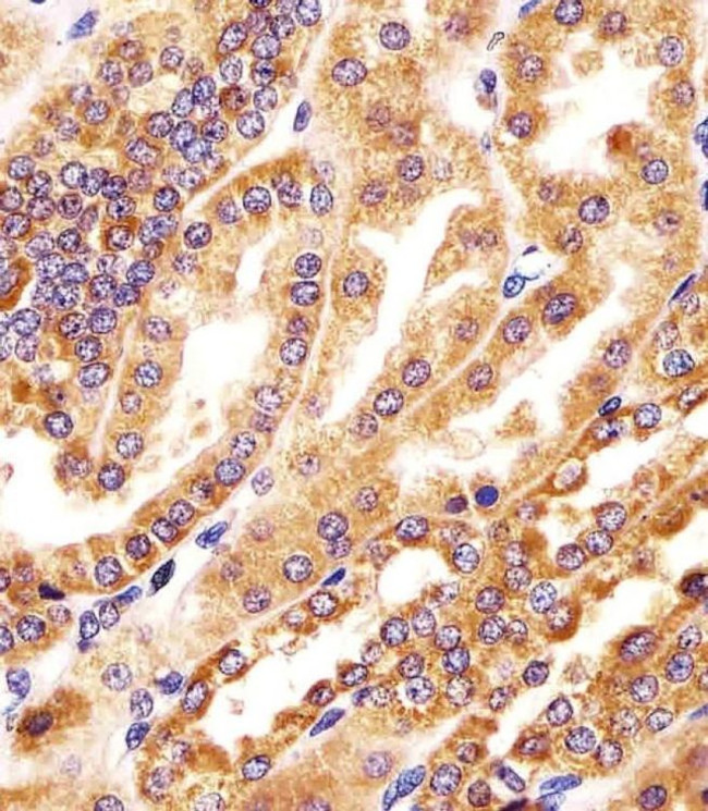 GMCL1 Antibody in Immunohistochemistry (PFA fixed) (IHC (PFA))