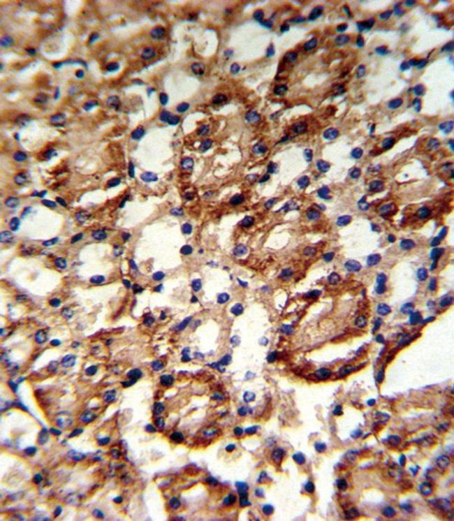 GMPS Antibody in Immunohistochemistry (Paraffin) (IHC (P))