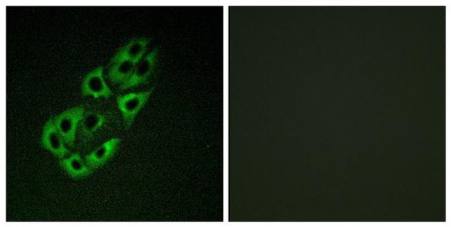 SSBP1 Antibody in Immunocytochemistry (ICC/IF)