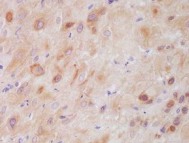 CSP alpha Antibody in Immunohistochemistry (PFA fixed) (IHC (PFA))