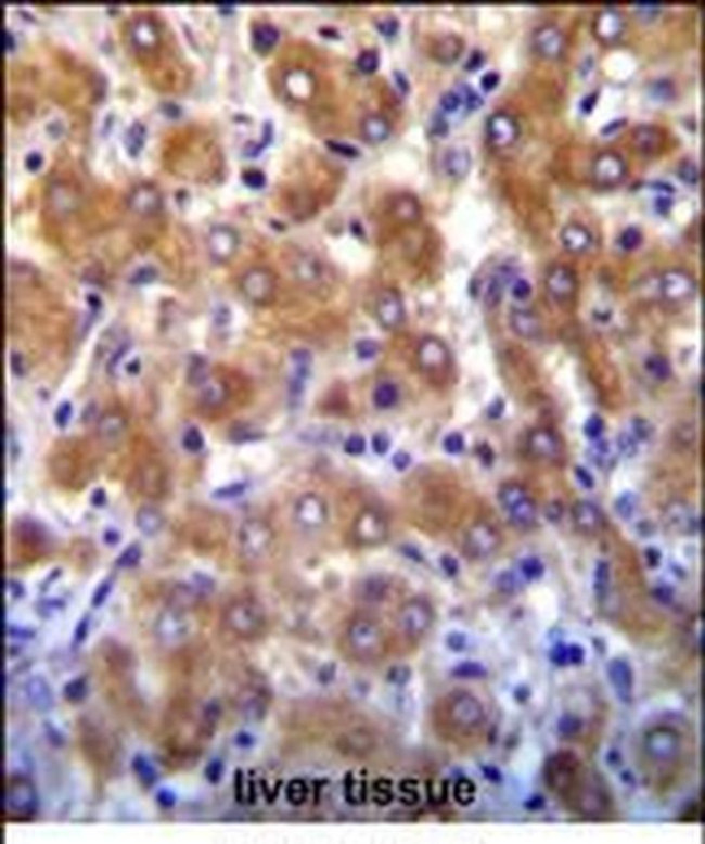 ABCB10 Antibody in Immunohistochemistry (Paraffin) (IHC (P))