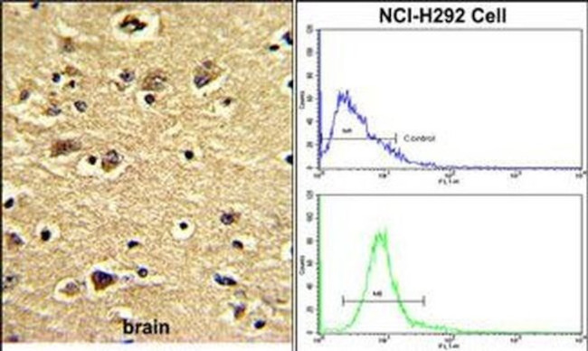ENTH Antibody in Immunohistochemistry (Paraffin) (IHC (P))