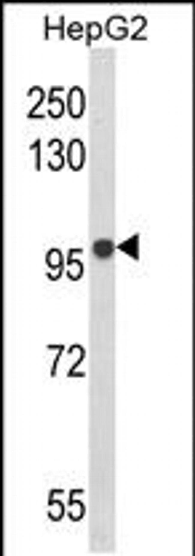 BANK1 Antibody in Western Blot (WB)