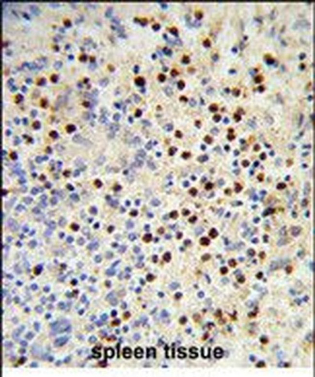 MDFIC Antibody in Immunohistochemistry (Paraffin) (IHC (P))