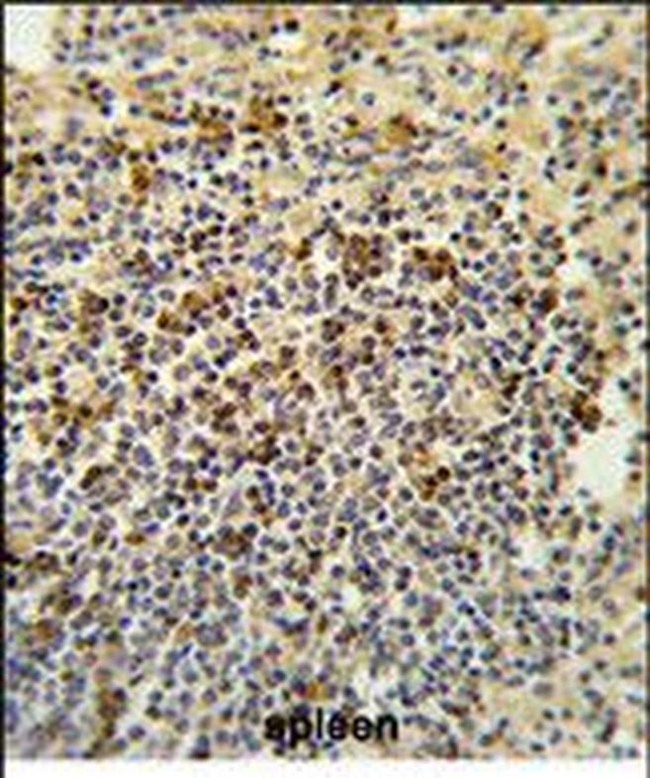 GPANK1 Antibody in Immunohistochemistry (Paraffin) (IHC (P))