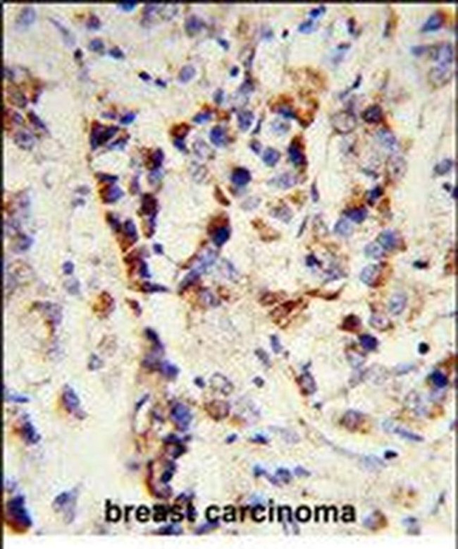 SKIV2L2 Antibody in Immunohistochemistry (Paraffin) (IHC (P))