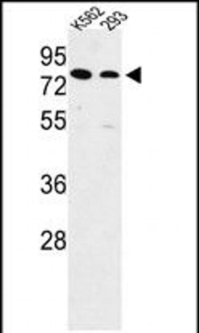 SLC3A1 Antibody in Western Blot (WB)