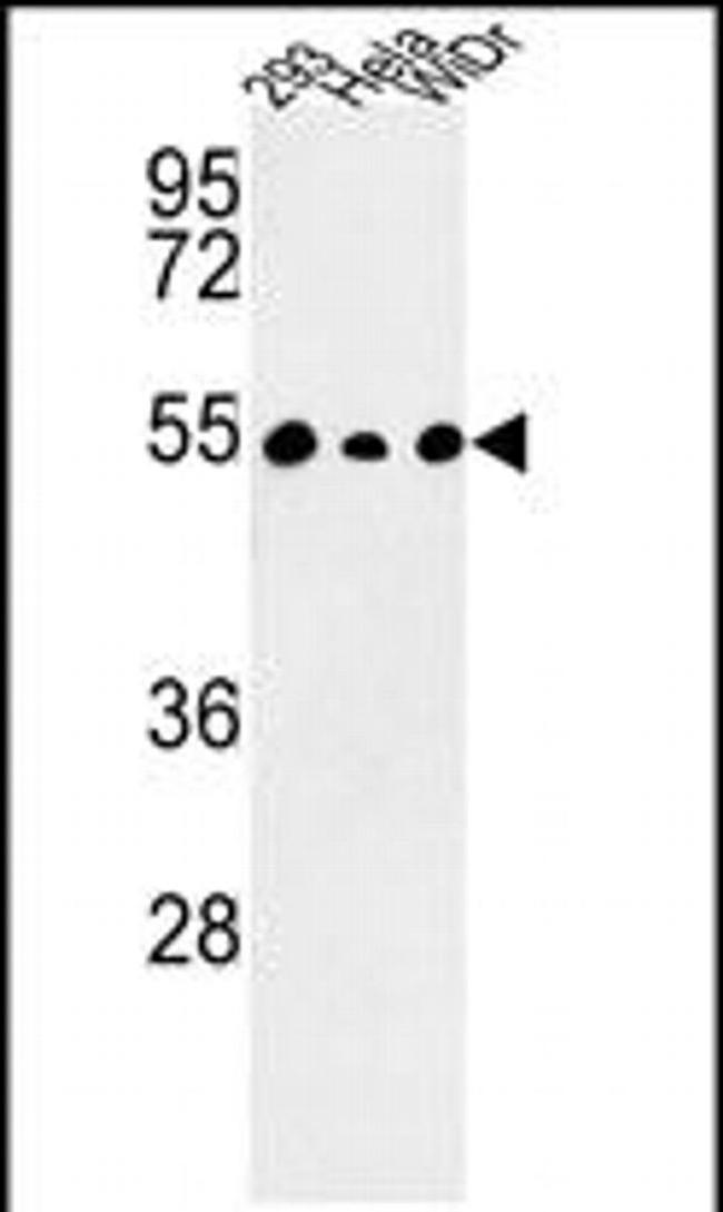 C14orf50 Antibody in Western Blot (WB)