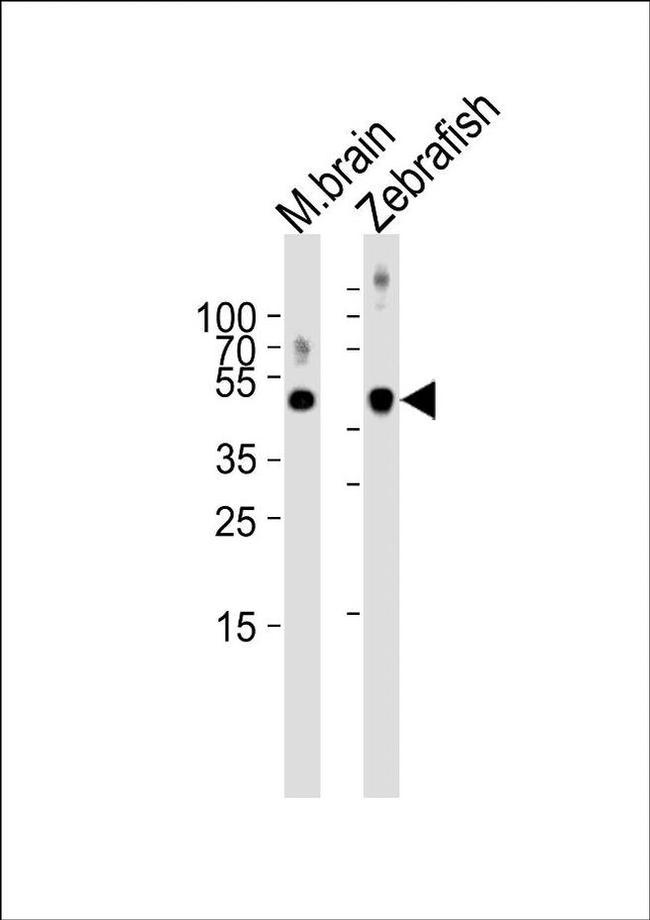 SPOP Antibody in Western Blot (WB)
