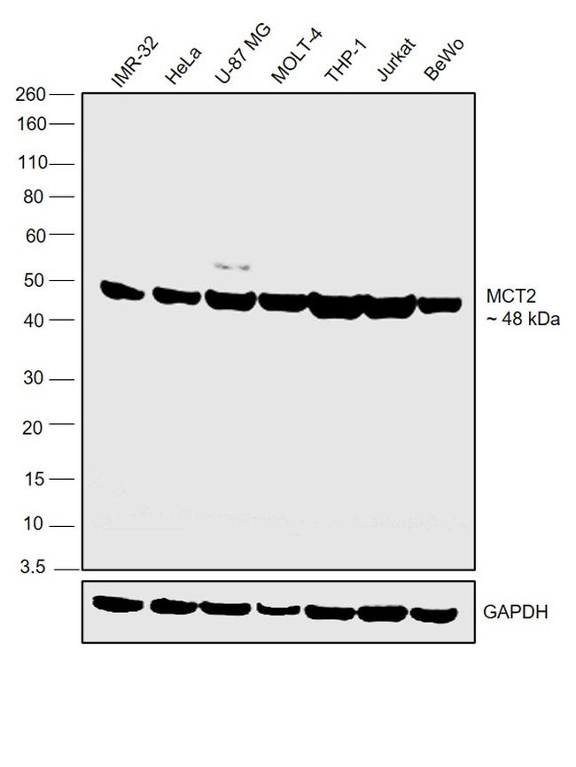 MCT2 Antibody in Western Blot (WB)
