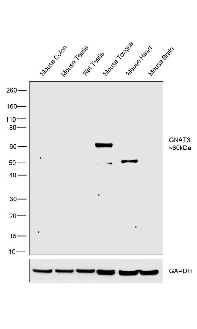 GNAT3 Antibody in Western Blot (WB)
