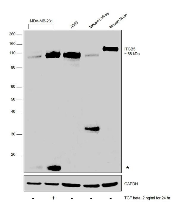 ITGB5 Antibody in Western Blot (WB)