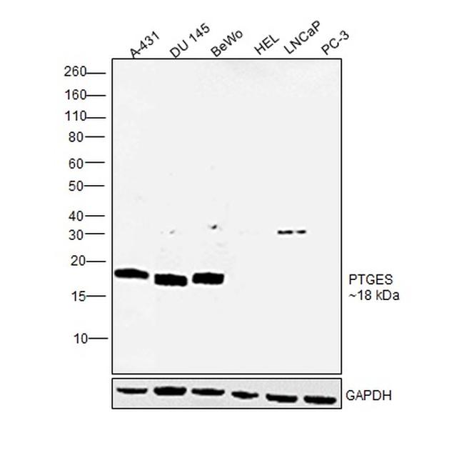 PTGES Antibody in Western Blot (WB)