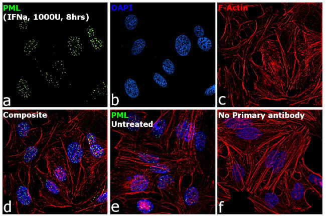PML Antibody in Immunocytochemistry (ICC/IF)