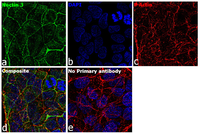 Nectin 3 Antibody in Immunocytochemistry (ICC/IF)