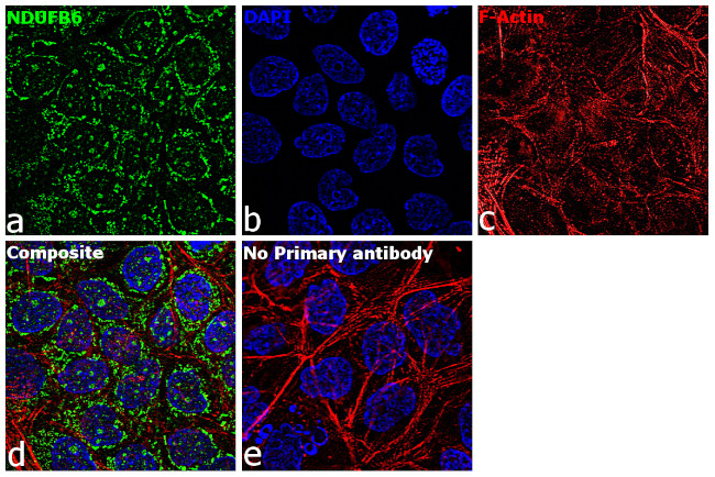 NDUFB6 Antibody in Immunocytochemistry (ICC/IF)