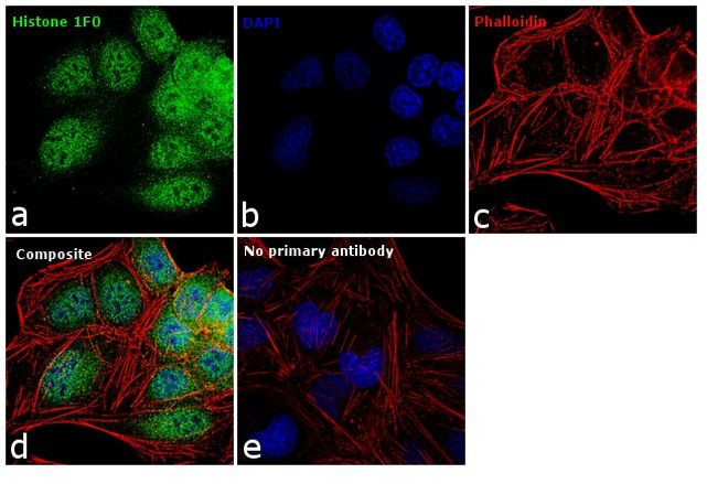 Histone 1F0 Antibody in Immunocytochemistry (ICC/IF)